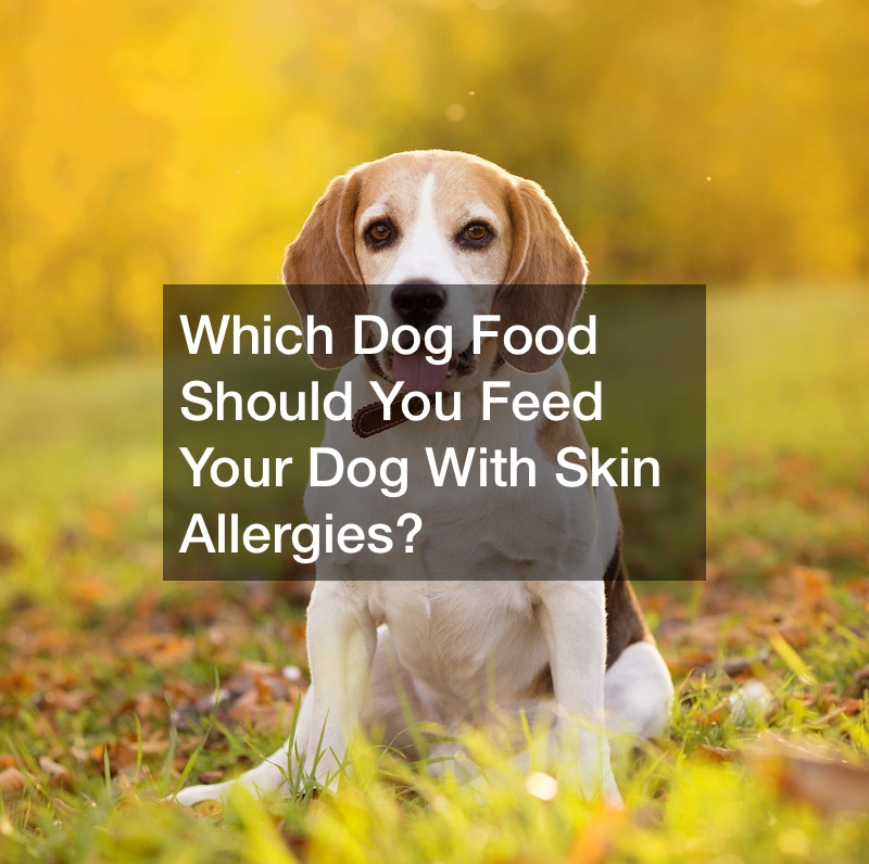 What Is A Good Dry Dog Food For Dogs With Skin Allergies